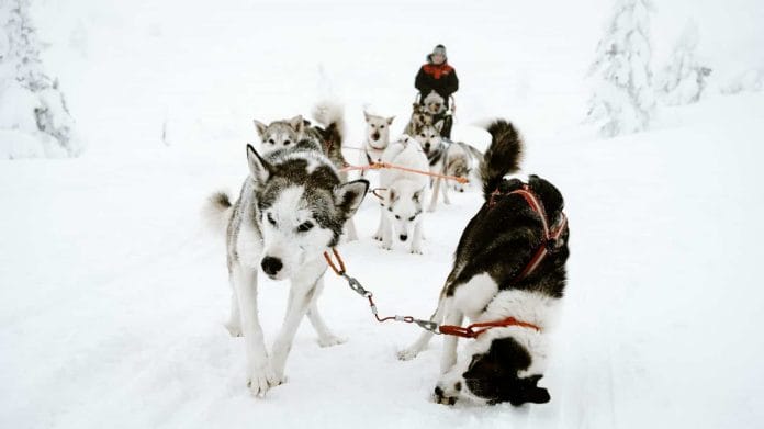 dog sled