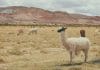 A llama, standing in a field with a mountain in the background