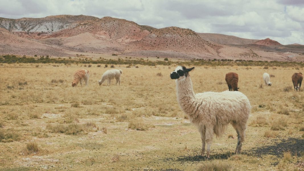 A llama, standing in a field with a mountain in the background