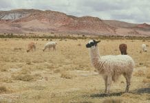 A llama, standing in a field with a mountain in the background