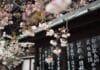 White cherry blossom hanging from a tree over an Asian-style roof