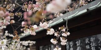 White cherry blossom hanging from a tree over an Asian-style roof