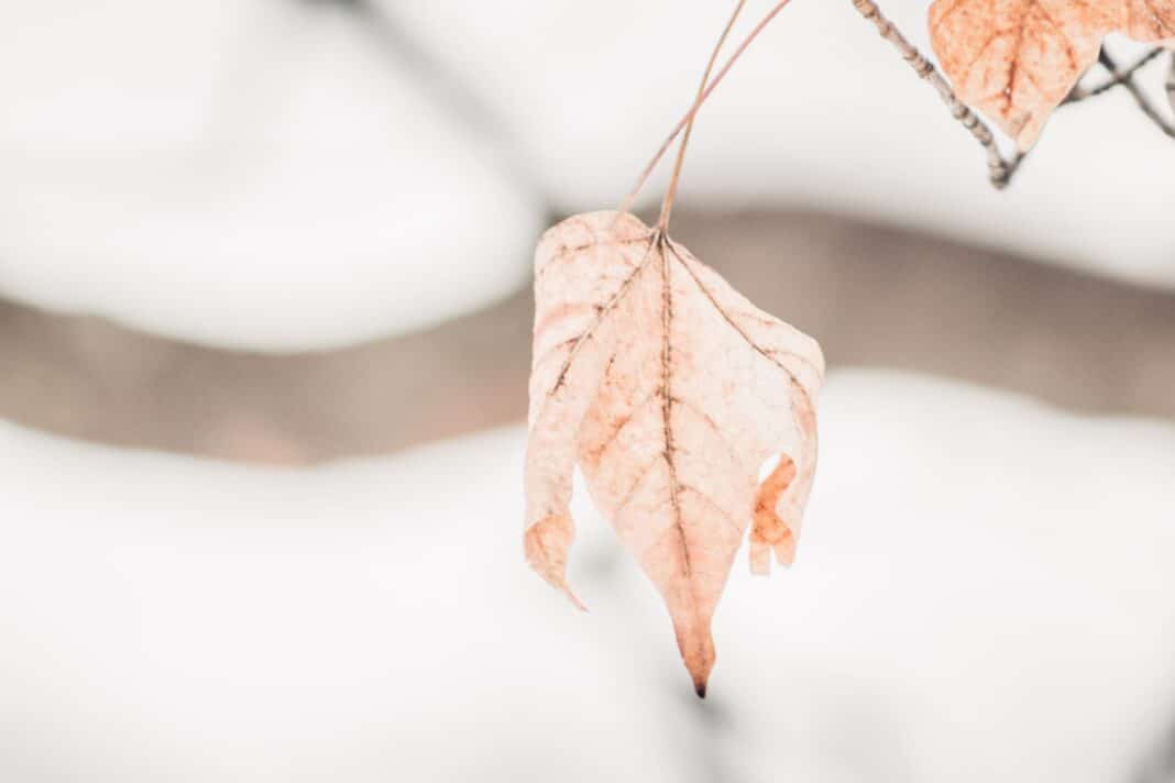 a leaf hanging from a branch in the snow