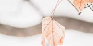 a leaf hanging from a branch in the snow